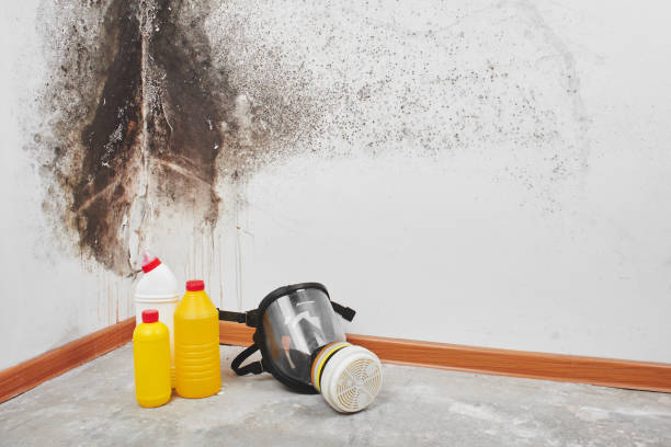 Best Commercial Mold Remediation in Conway, AR