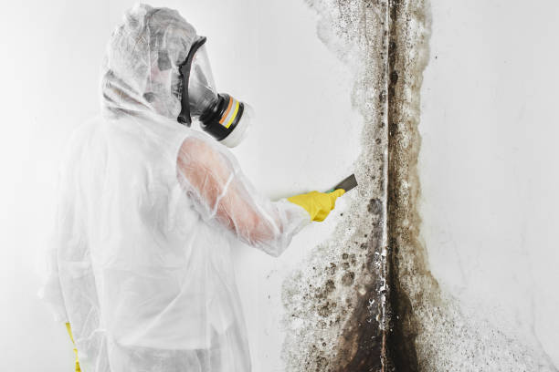 Best Insurance-Related Mold Remediation in Conway, AR