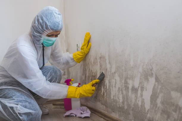 Best Residential Mold Remediation in Conway, AR