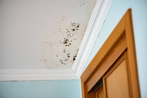 Professional Mold Remediation in Conway, AR