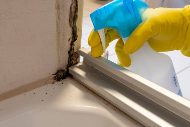 Best Mold Remediation for Specific Building Types in Conway, AR