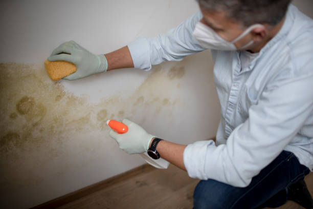 Best Kitchen Mold Remediation in Conway, AR