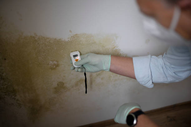 Best Commercial Mold Remediation in Conway, AR