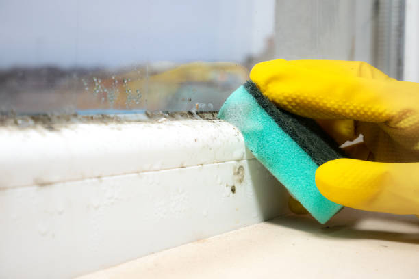 Best Basement Mold Remediation in Conway, AR