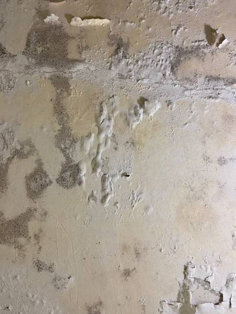 Best Basement Mold Remediation in Conway, AR