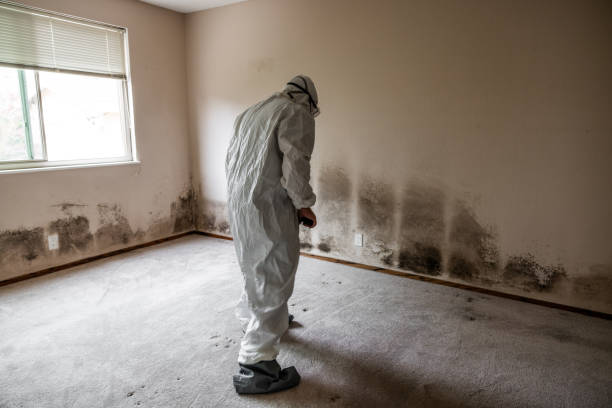 Best Industrial Mold Remediation in Conway, AR