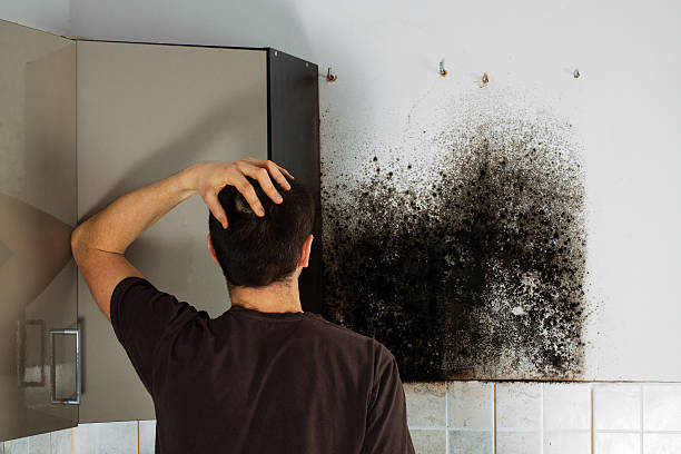 Best Mold Remediation for Specific Building Types in Conway, AR